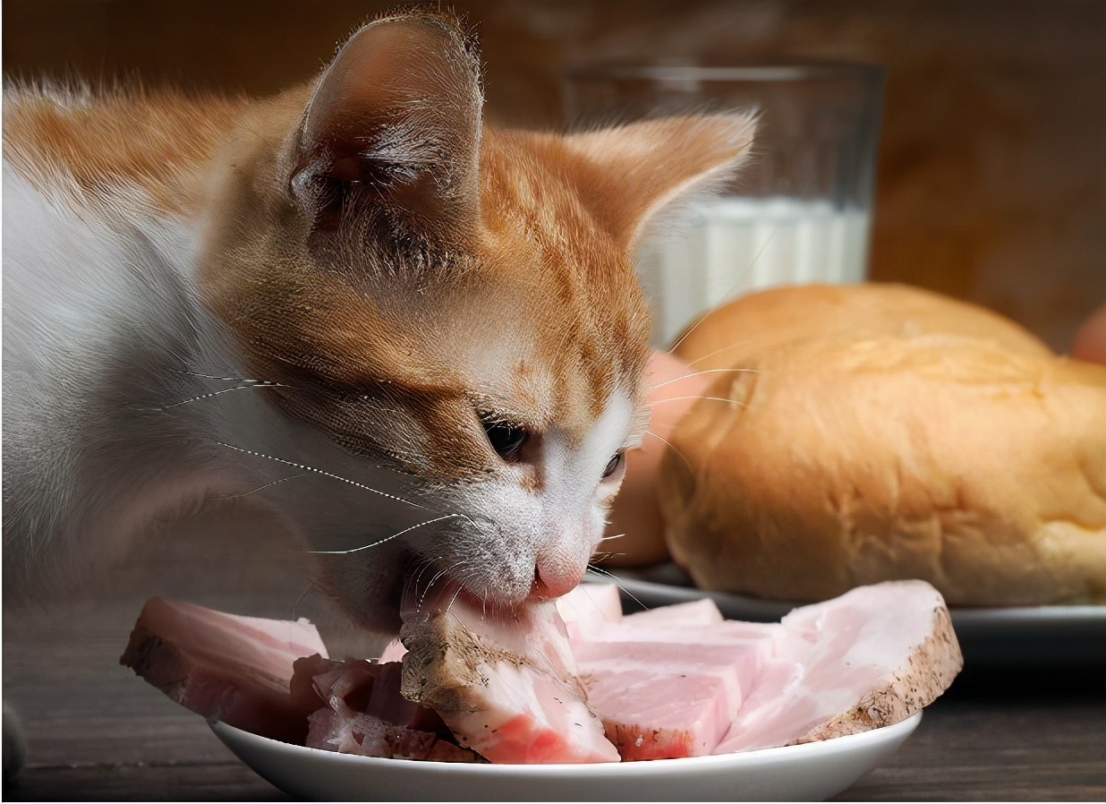 猫咪便便臭有血,猫咪便便太臭了怎么办