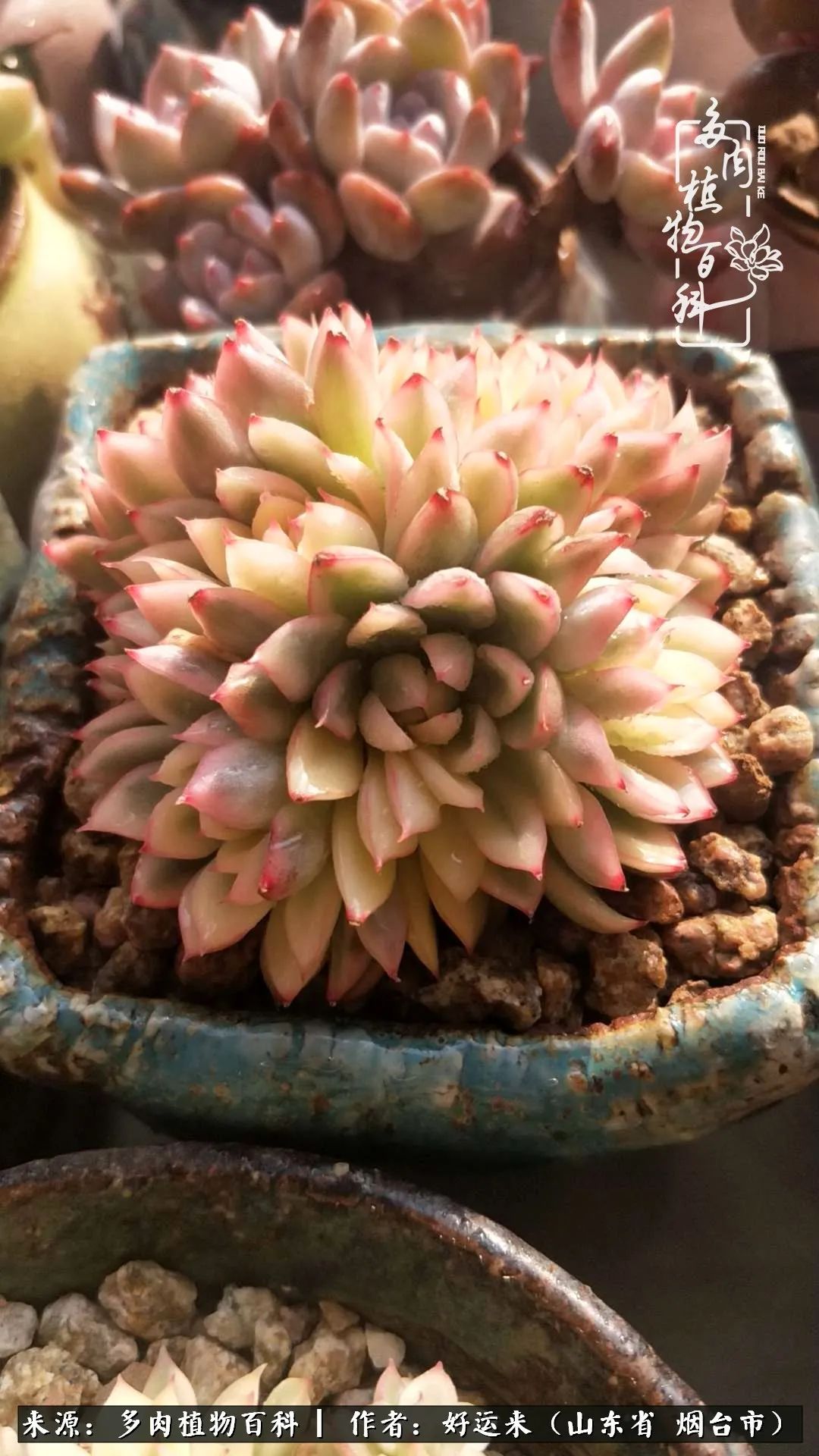 这世上怎么会有那么可爱的小可爱,这世上怎么有这么可爱的小生物