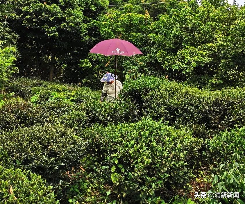 讲好秦都故事传承红色文化,清远秦皇山红色革命教育基地