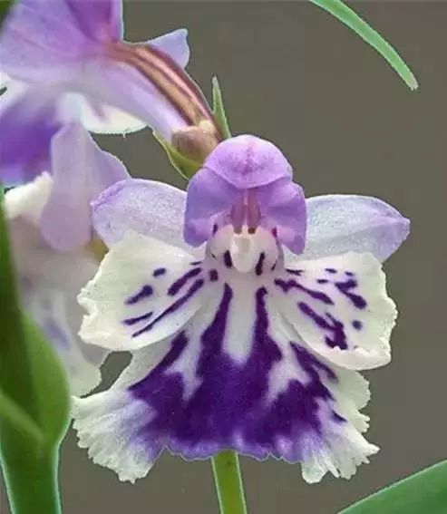 世界顶级奇花异卉,100种奇花异草图