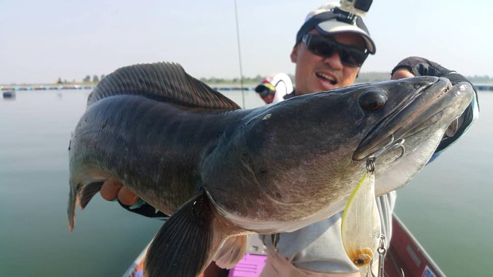 狮子鱼为何在美国泛滥成灾,蛇头鱼在中国为什么不泛滥