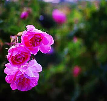 保加利亚玫瑰纯露官方旗舰店,保加利亚玫瑰介绍