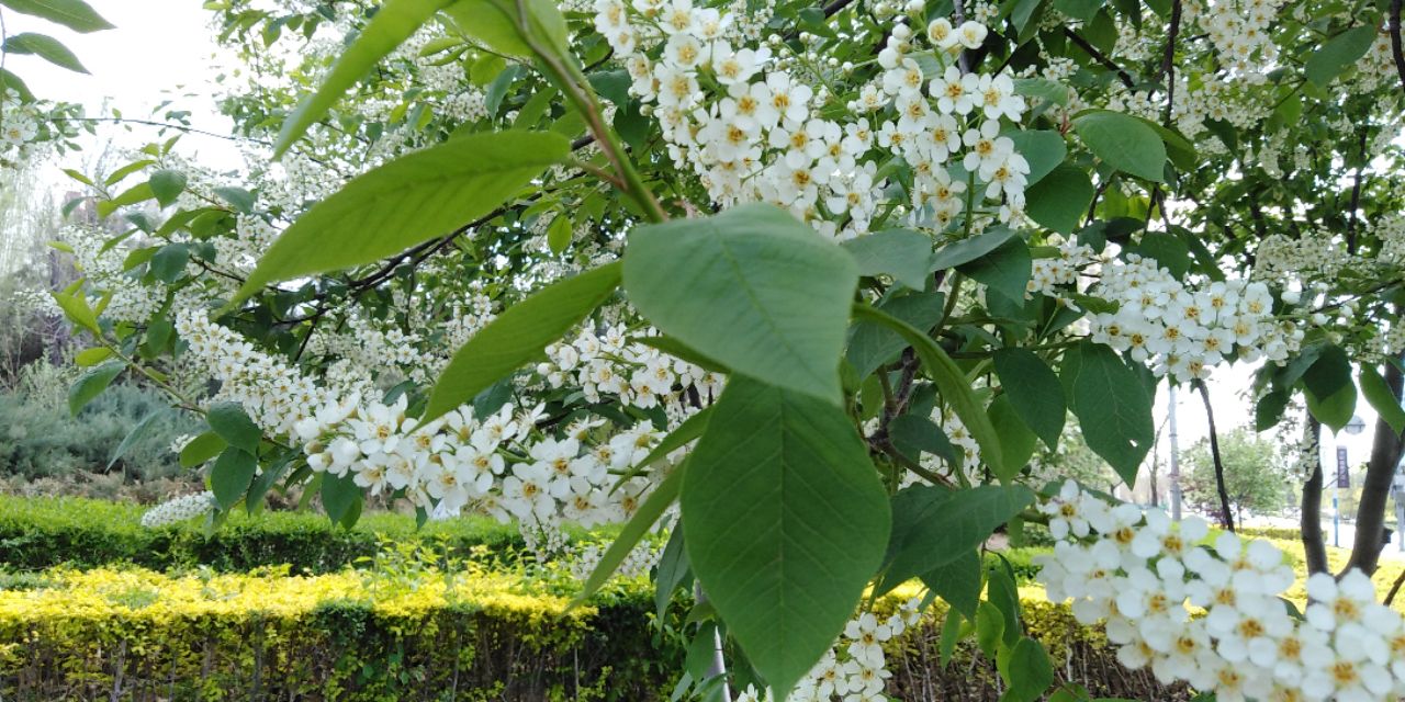 沈阳长白岛森林公园一日游攻略,长白岛森林公园五一