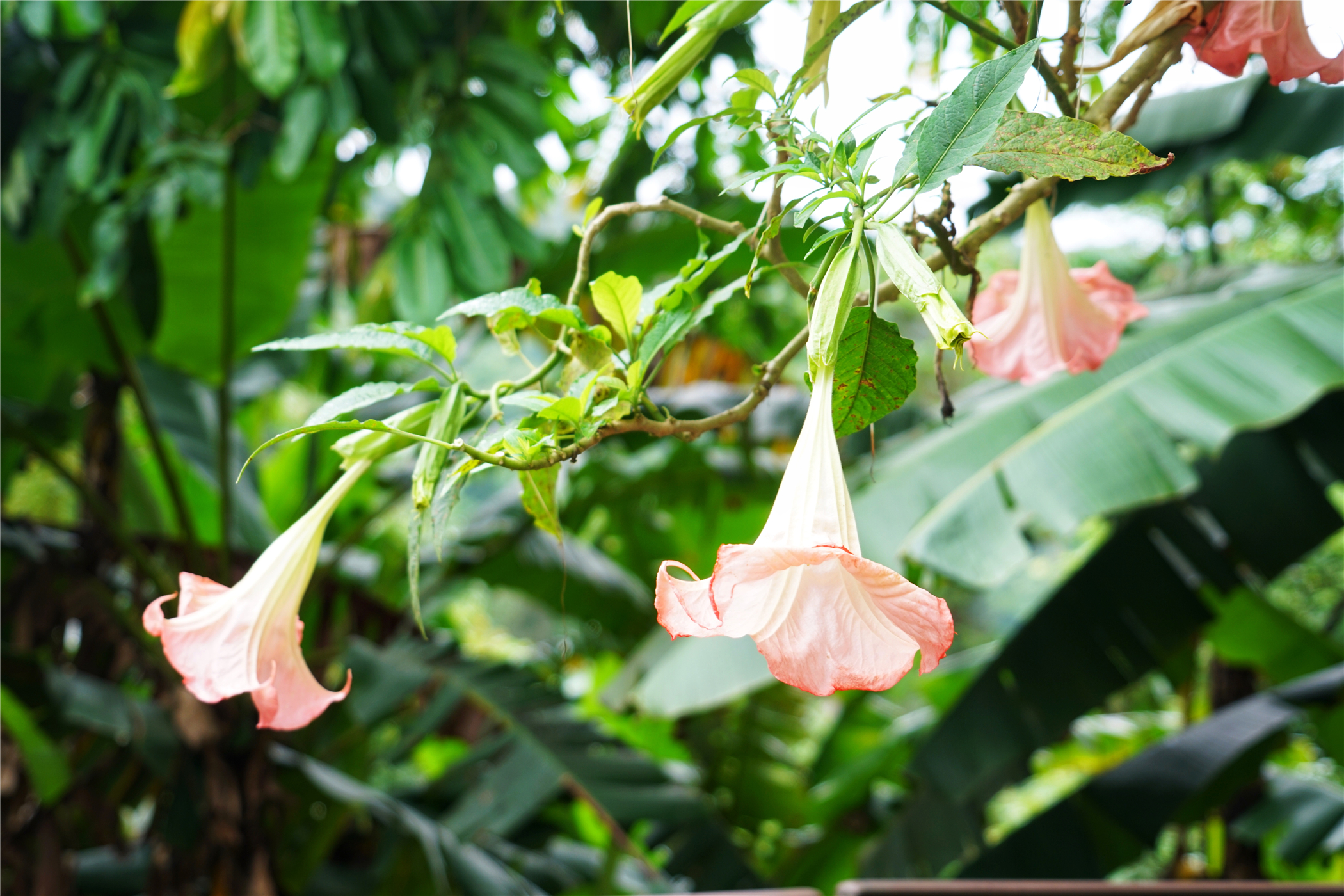 西双版纳望天树有多高,西双版纳望天树攀爬