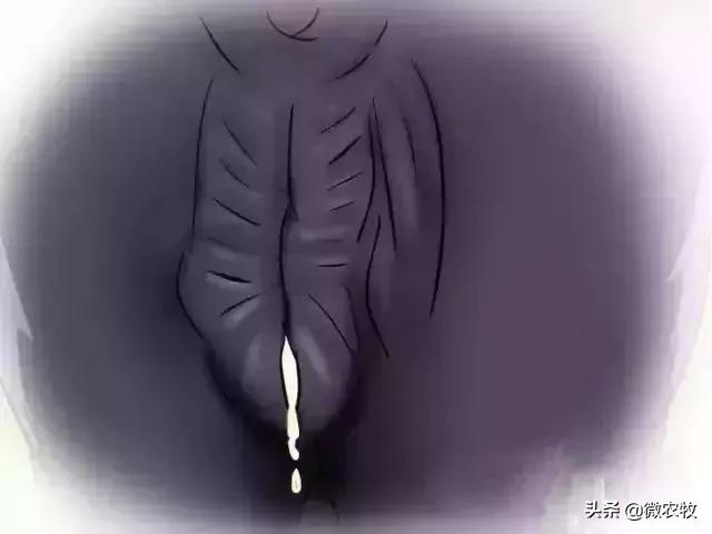 母牛分娩过程分为哪三个时期,母牛从怀孕到分娩用多长时间