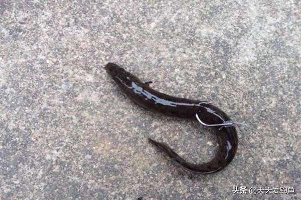 鳜鱼最佳手竿钓法怎么钓,冬天手竿钓鳜鱼的最佳方法