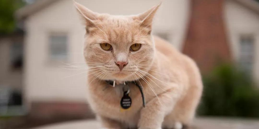 养猫新手给猫咪洗澡需要注意什么,新手养猫可以天天洗澡吗