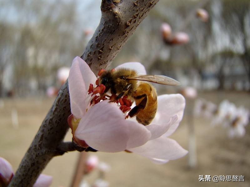 蜜蜂诗句赏析100首,蜜蜂诗精选一首