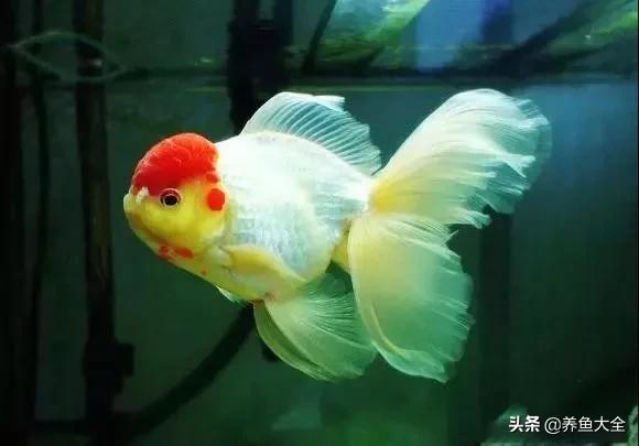 鱼缸水可以治疗鱼病吗,养鱼如何治鱼病