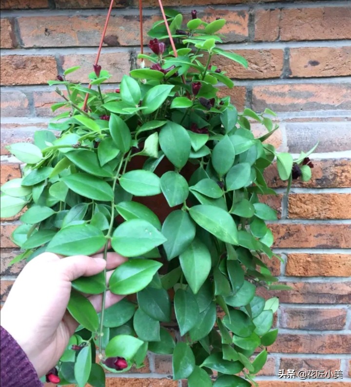 口红吊兰怎么养才能更旺盛视频,口红吊兰叶子发黄掉落是怎么回事