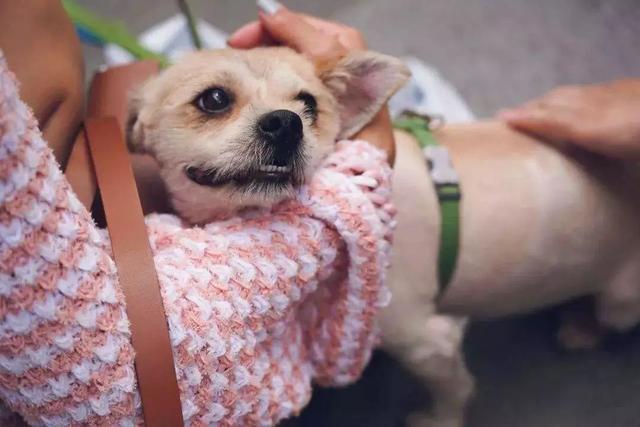 阿拉斯加被领养后又遭罪,面庞皮肤坏死,领养时四点条件不能少!