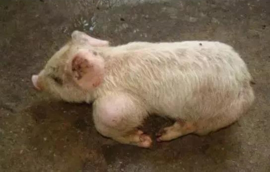 猪关节肿大是什么病如何有效防治,猪关节肿大怎么治疗最有效