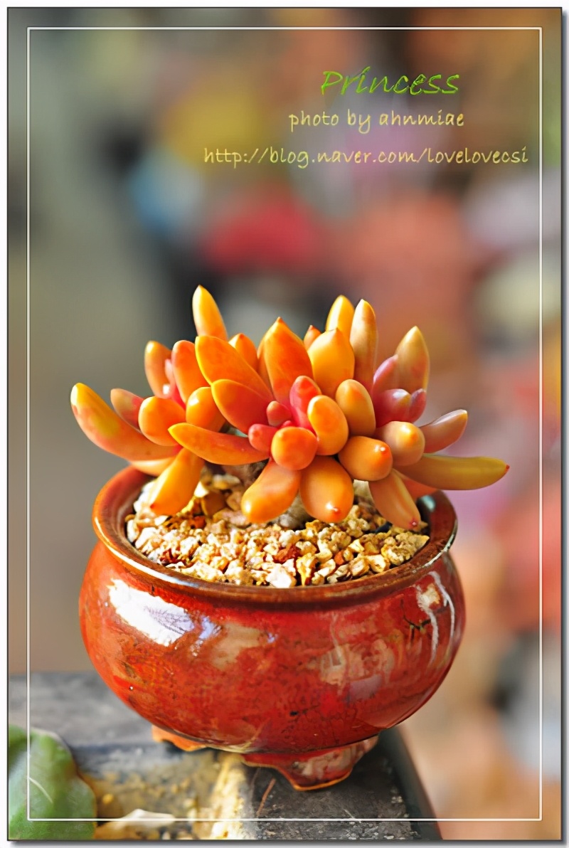 韩国多肉有多仙,韩国公主多肉图片大全