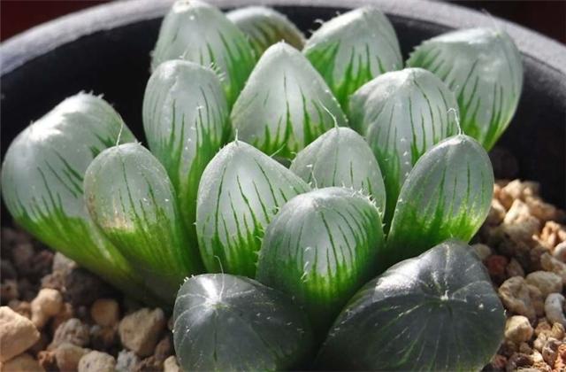 李大爷养花,如何把多肉玉露养得晶莹剔透