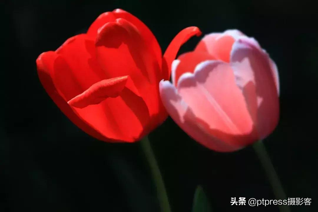 摄影中的手动对焦终极指南,零基础小白必学摄影对焦