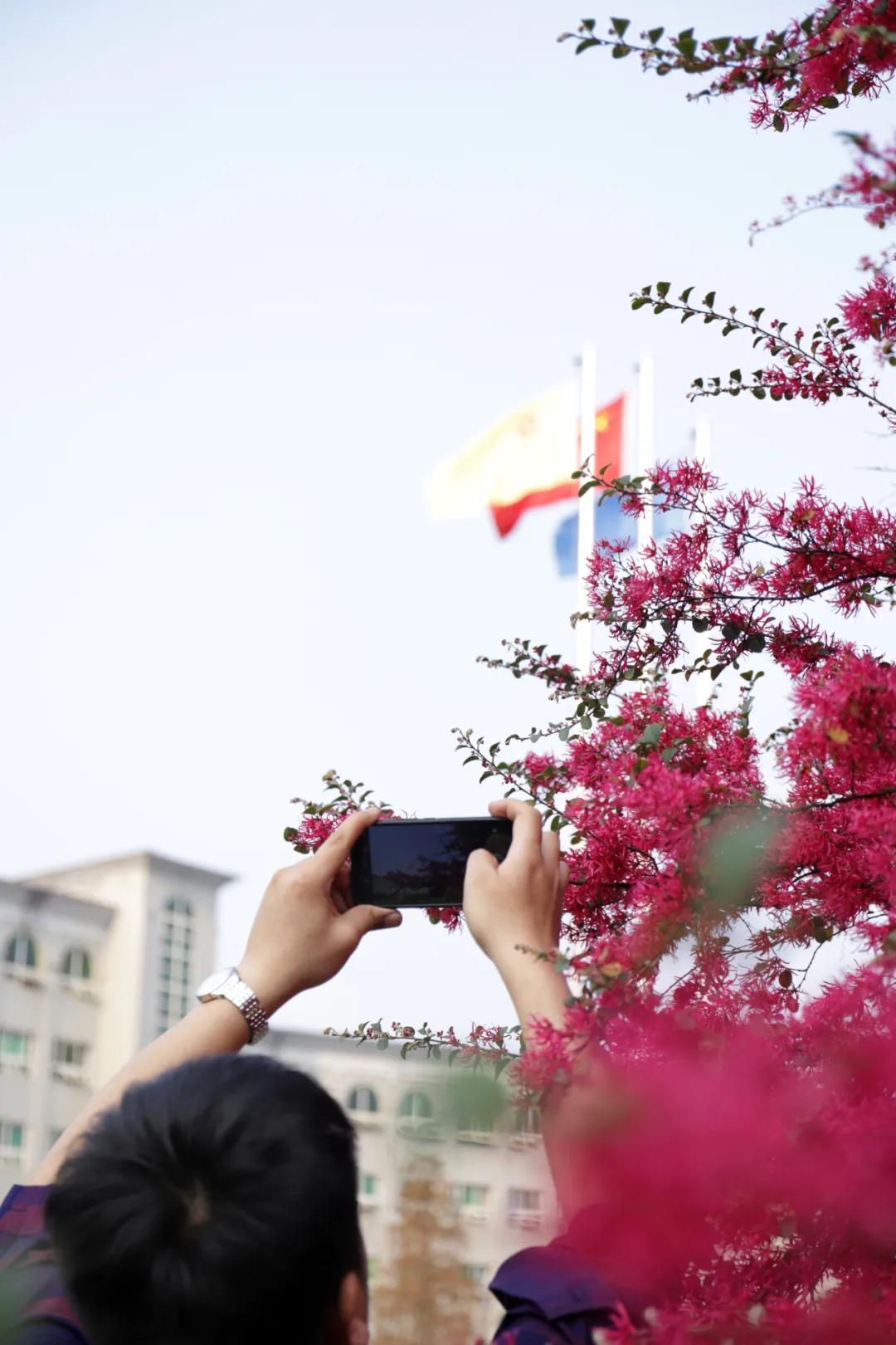 迎接校园里的百花齐放,教室窗外百花齐放