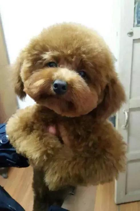 泰迪狗怎么训练视频教程大全,泰迪狗怎么训练捡球