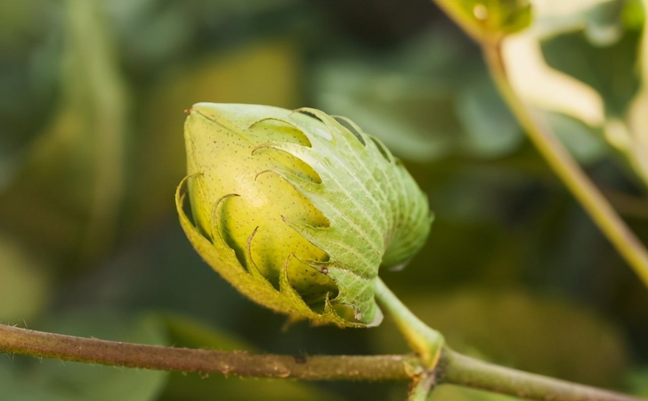 质感的棉t推荐,好穿棉t推荐