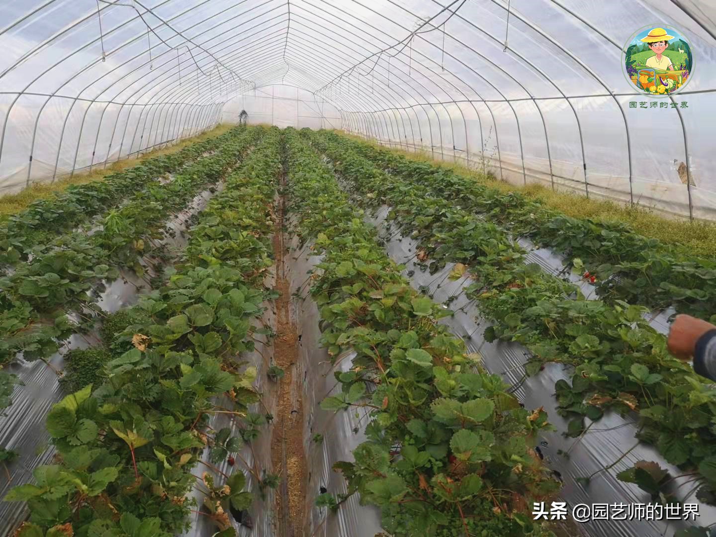 夏季草莓还能开花结果吗,草莓夏季高产