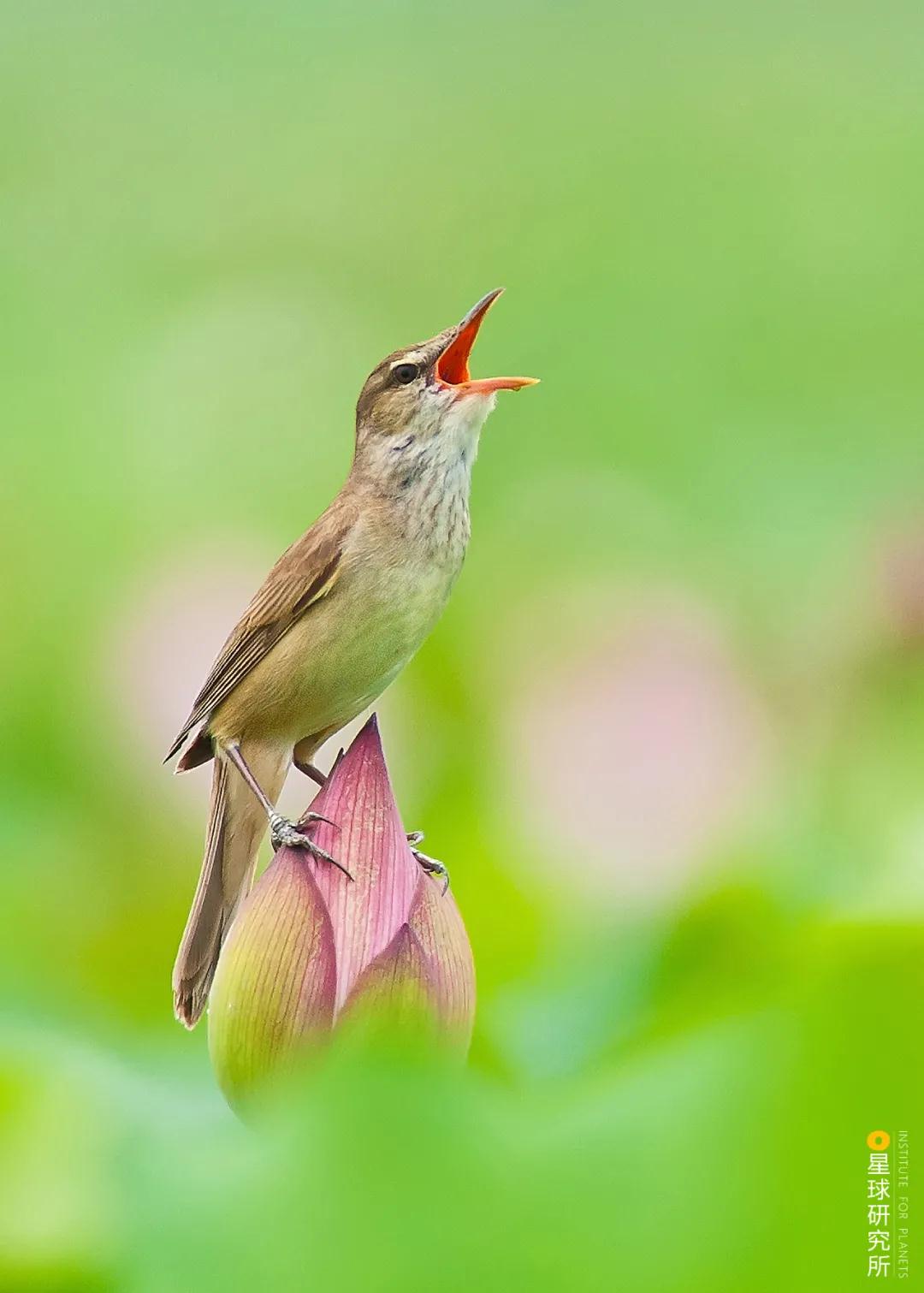 林草领域知识图谱,林草科普专业术语