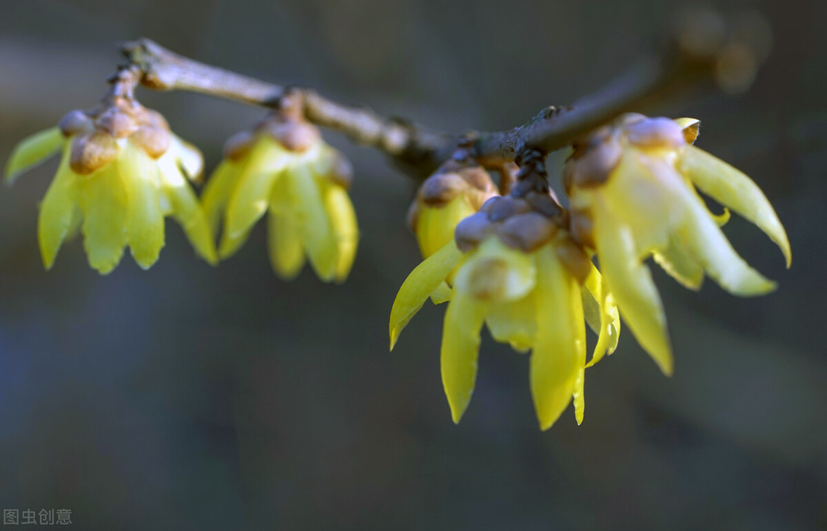 家乡的稀饭,家乡的粥一直都是熟悉的味道