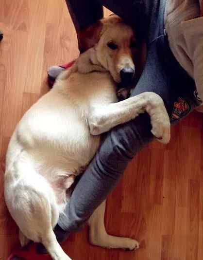 狗狗为什么喜欢舔主人屁股,狗狗为什么喜欢舔肚子呢