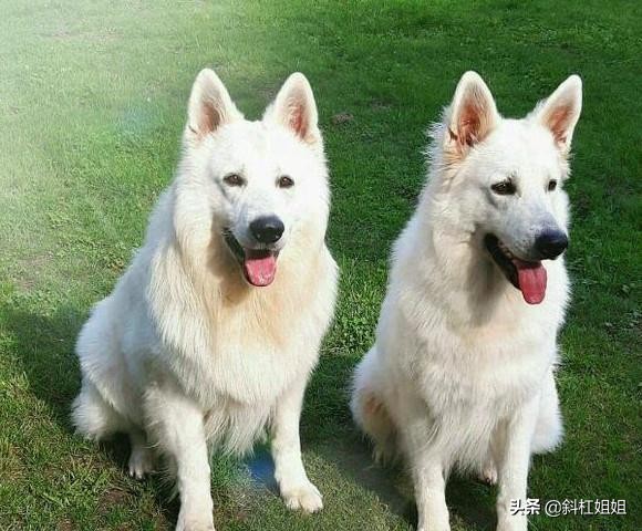 白色德牧和萨摩耶杂交犬,萨摩耶犬德牧