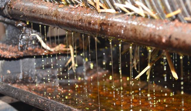 都说茶油好，但茶油的惊人作用，兴宁人知道吗？