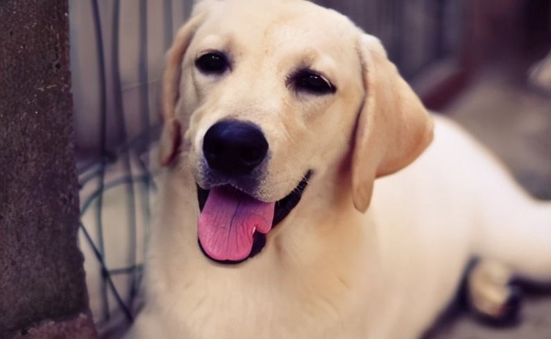 这6种狗高颜值性格好适合家里养,哪种狗性格比较温顺适合孩子养