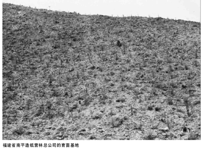 60年南纸风云（九）