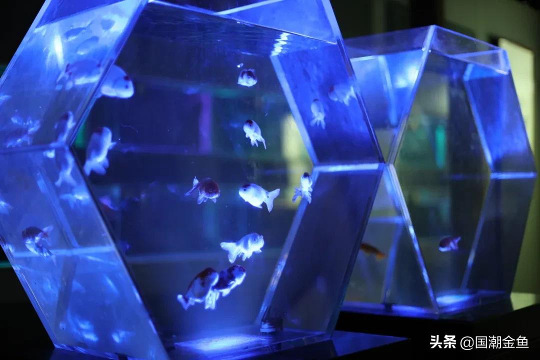 养龙鱼怎么才能节省电,养金鱼必备小知识