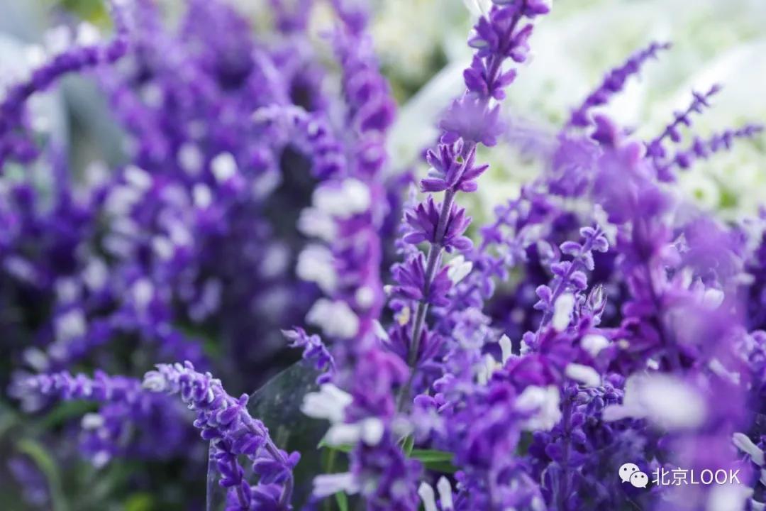 北京最大的露天花卉,北京最大的花卉大观园