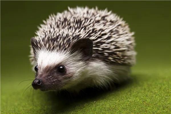 捡的刺猬为什么不能带回家,刺猬能随便捡回家吗