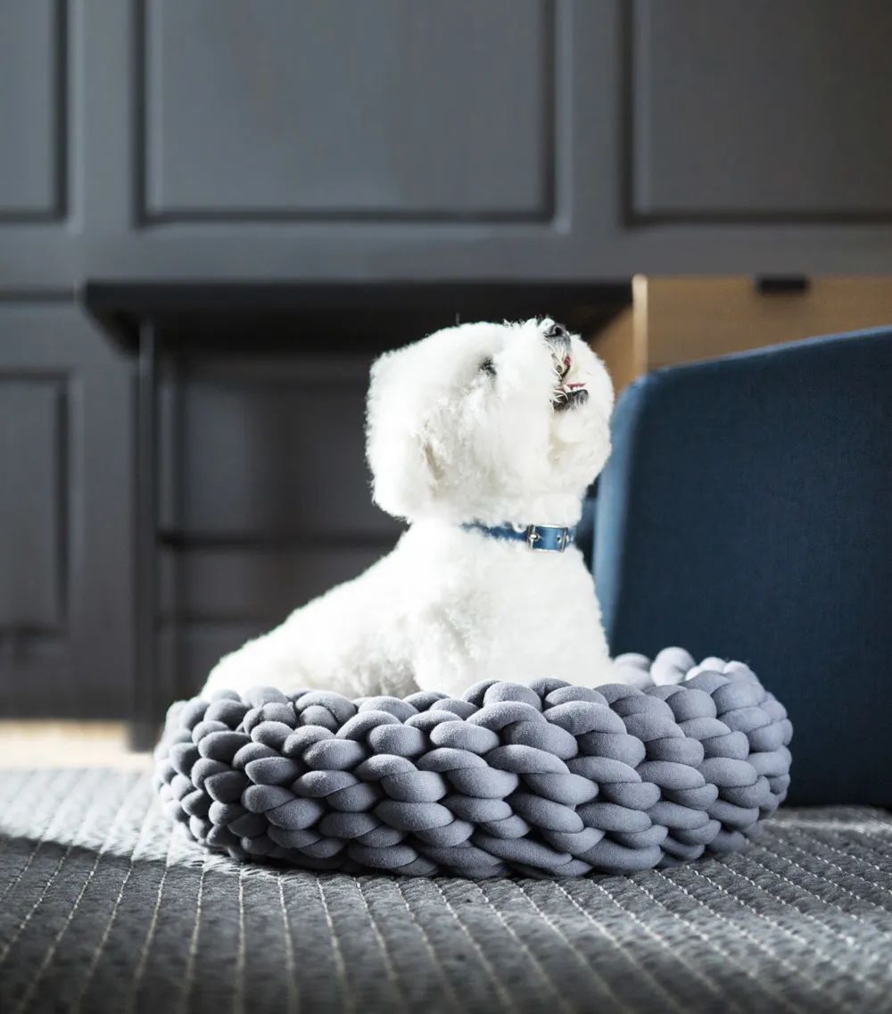 未来5年宠物智能产品,宠物产品logo设计