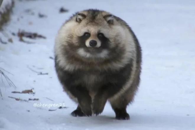 纪念吴孟达的外景视频,吴孟达纪念片完整版