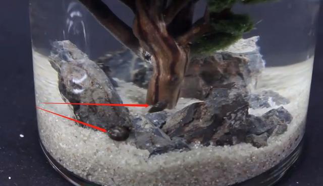 莫斯树到底好不好,莫斯树是什么