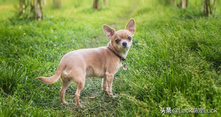 老年人适合养什么小型犬,适合家庭的十大犬种