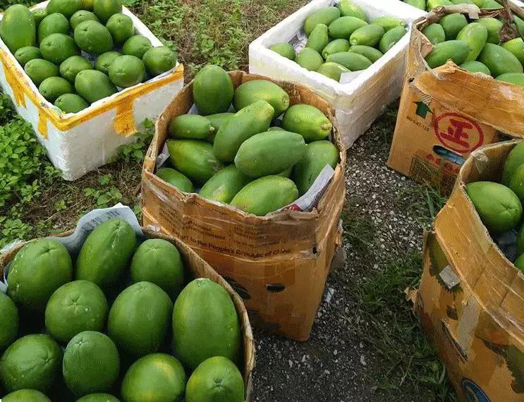 云南奶油红心木瓜,正宗爆甜云南红心木瓜