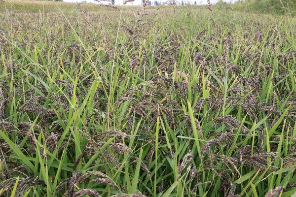 新型职业80后农民,新型农民职业