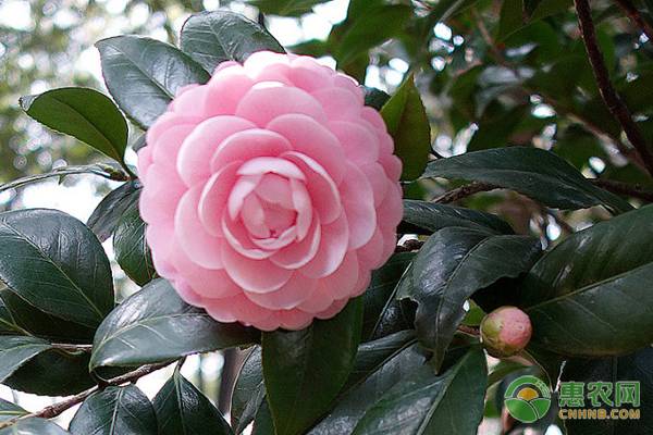 油茶苗的市场价格,油茶树贵不贵