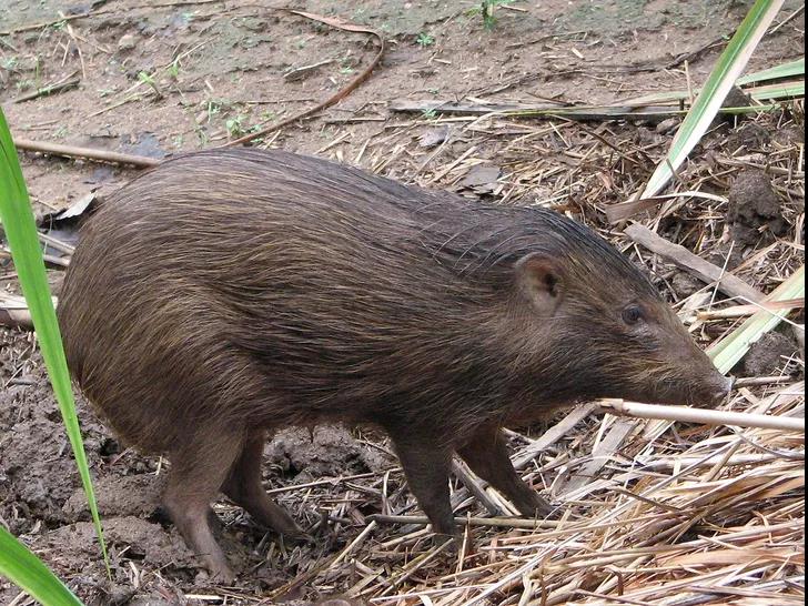 果壳带着猪猪和猪猪小秘密，给你拜年来啦！