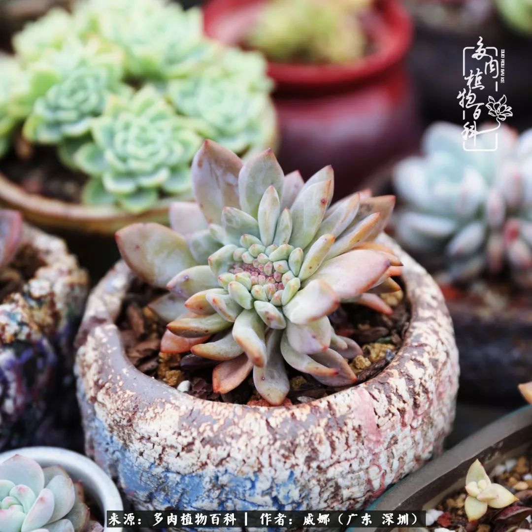 笼子里的多肉,露养的多肉和室内的多肉区别