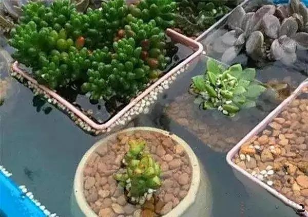 多肉被风雨袭击,多肉被雨水泡过怎么办