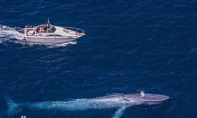 蓝鲸是有史以来最大的动物吗,蓝鲸是世界上最大的动物
