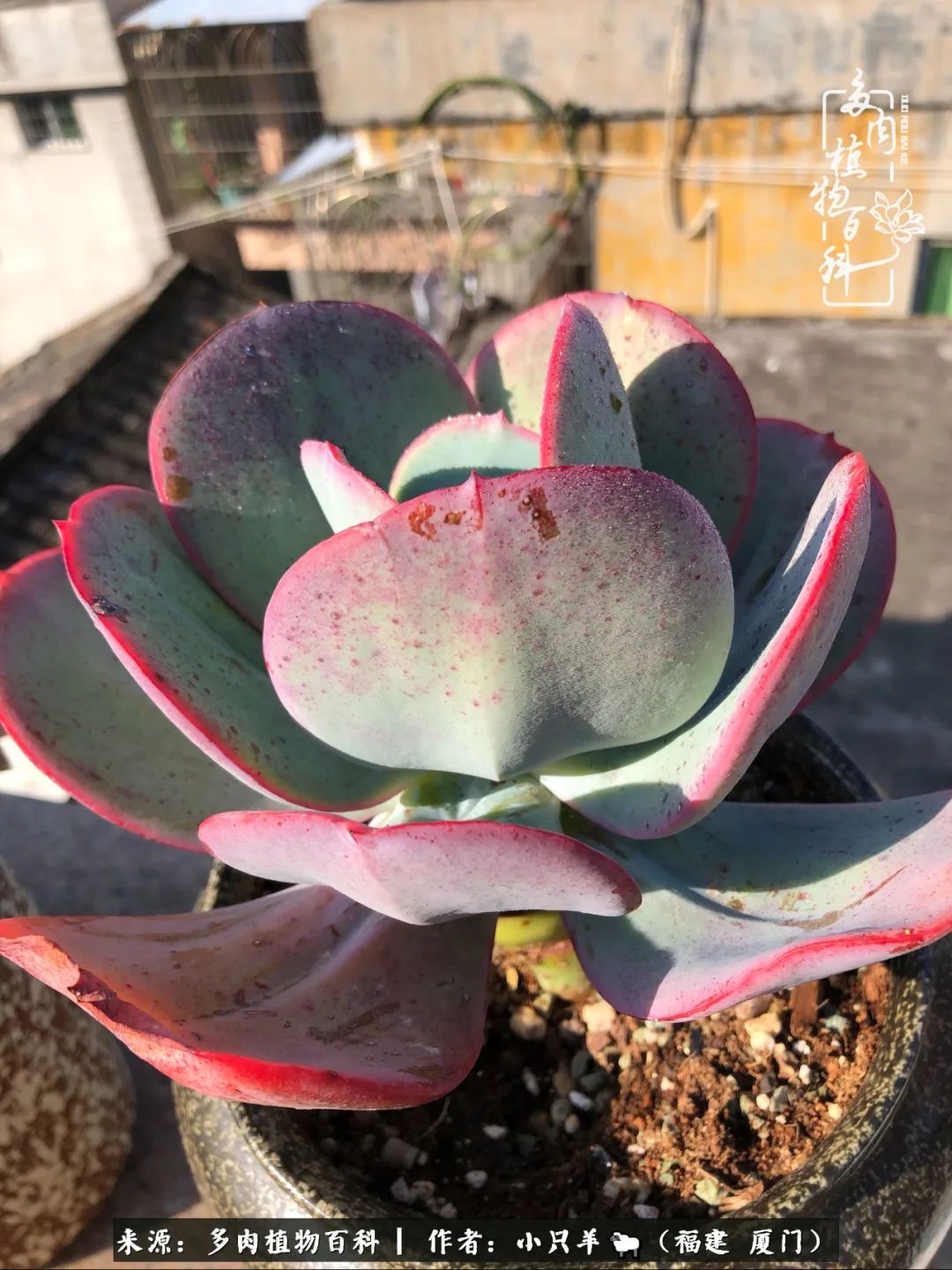 大城小爱:养多肉是个愉快的过程,种下去就有了无尽的期待