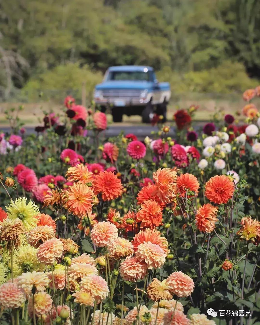 小丽花怎么盆栽,小丽花春季花期烂根怎么办
