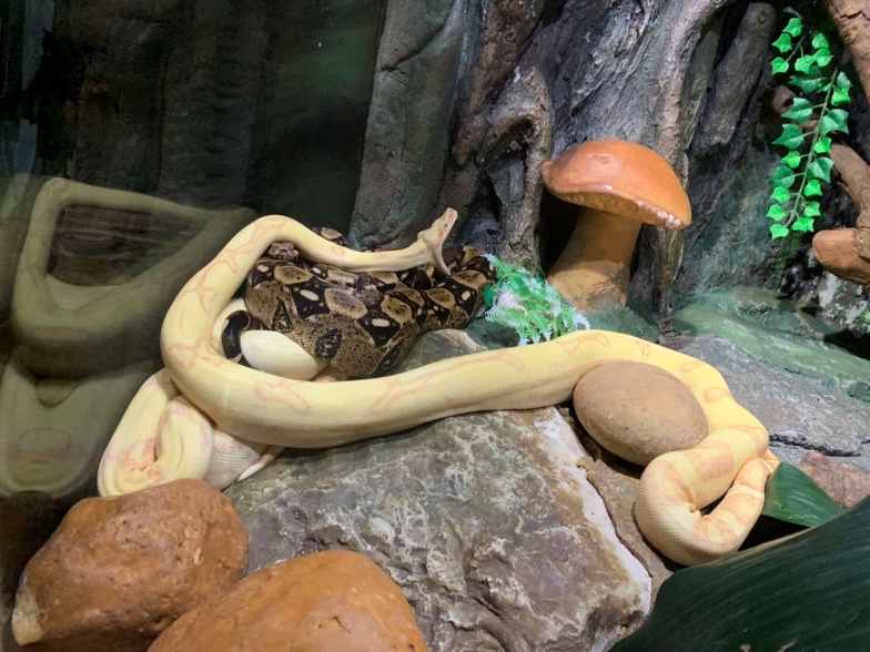 长隆野生动物世界推荐,长隆野生动物园必看动物