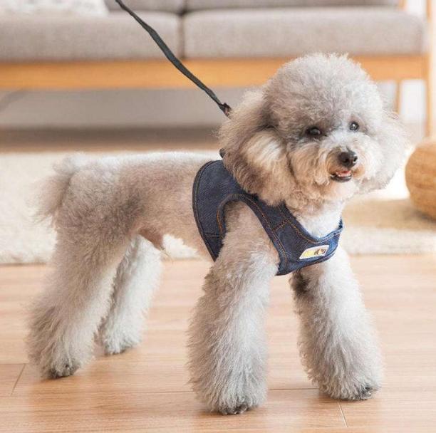 宠物狗寿命排行榜,宠物狗品种大全寿命排名