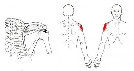 康复训练手法干货分享,康复治疗师肌肉