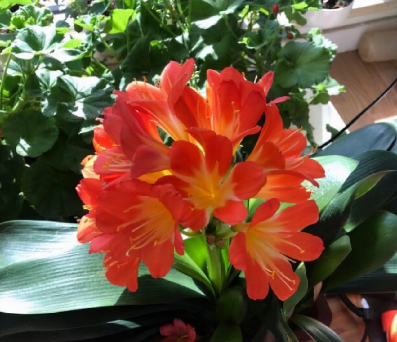 给人养殖什么花适合家养,什么花最好养又适合长期喝